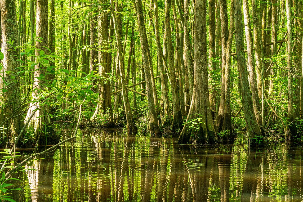 4. Regenerate Nature (Ecosystems & Groundwater)