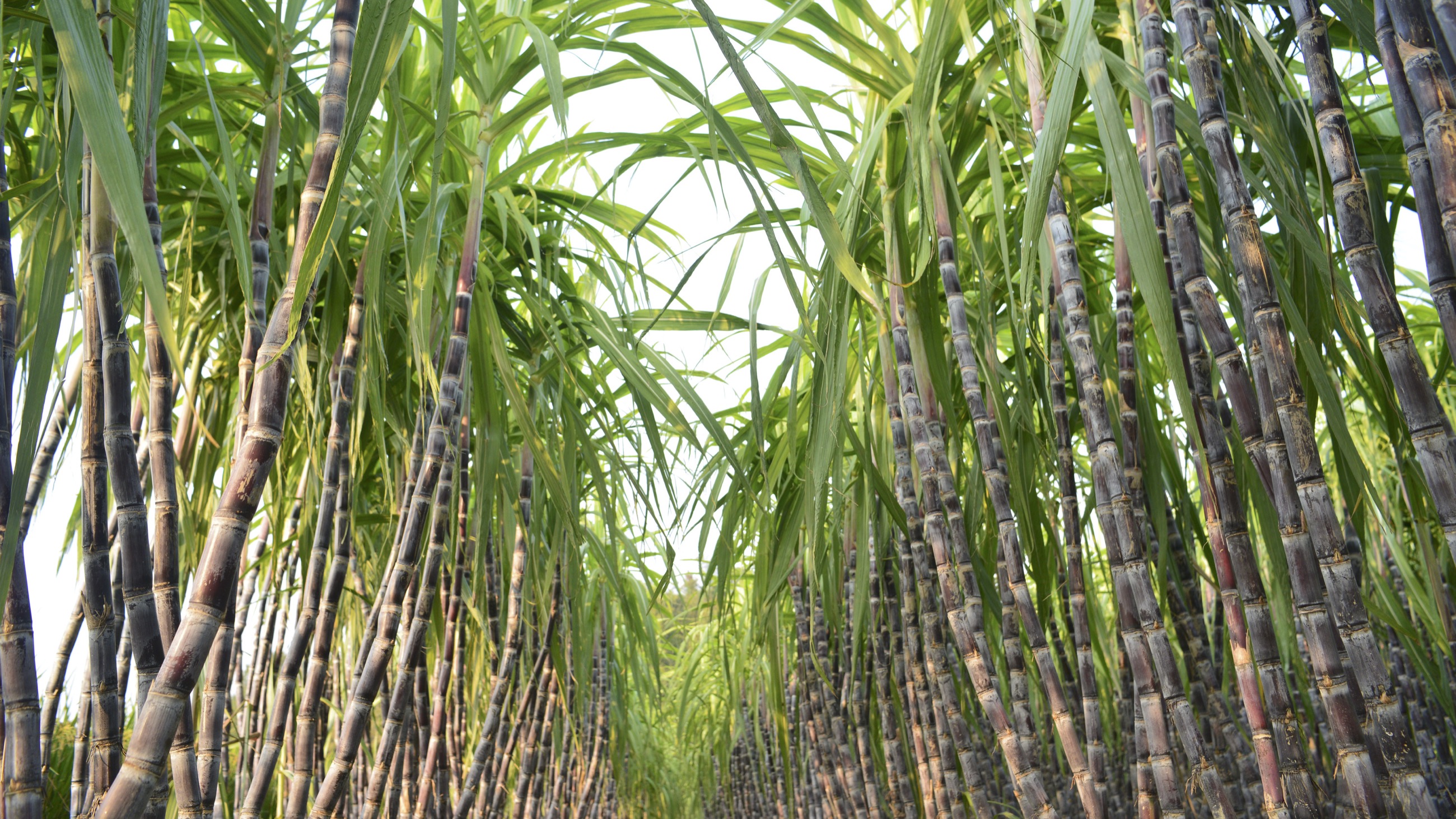 1. Clean & Renewable Energy